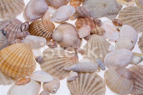 Sea Shells Stock Photo Royalty Free Freeimages
