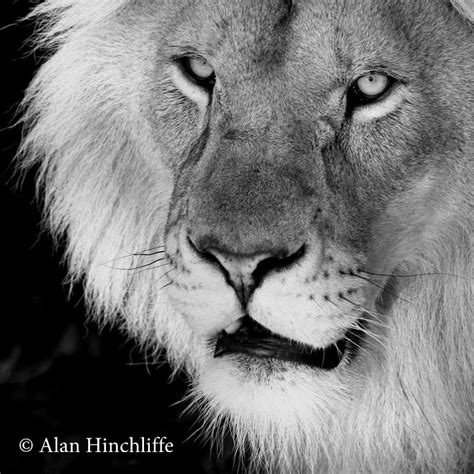 Lion Big Cat Nature Wildlife Lion Image By Incheye1971