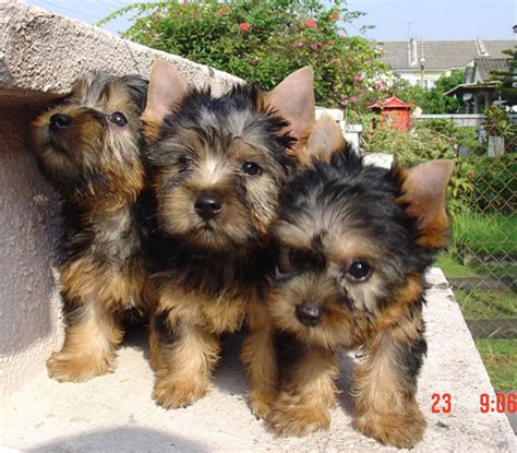 Dogs & puppies in australia. Malaysia Dog and Puppy Portal: Commercial: Dog & Puppies ...