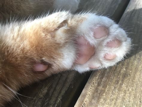 My Cat Has An Extra Toe Bean Genuinely Curious Its Hard To See But