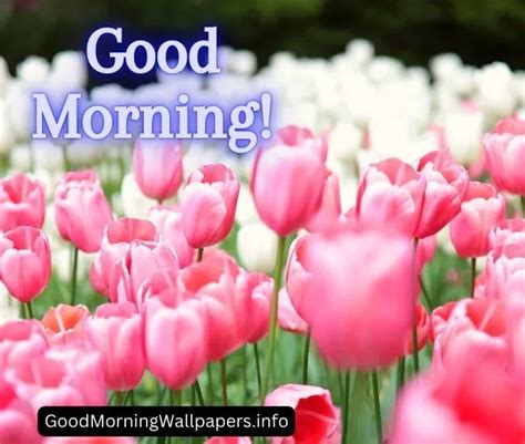 Good Morning Tulip Flowers Hd Pictures 2023