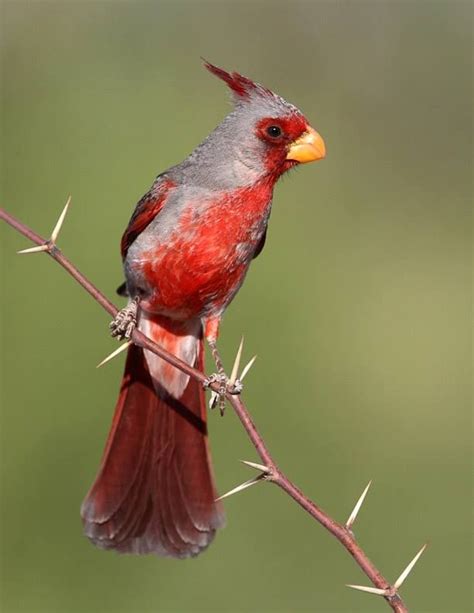 Pyrrhuloxia Or Desert Cardinal Cardinalis Sinuatus In Arizona Usa By