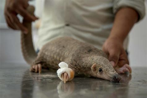 A Struggle To Save The Scaly Pangolin The New York Times