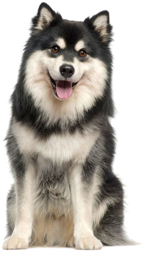 5 Things To Know About Finnish Lapphunds Dog Trend
