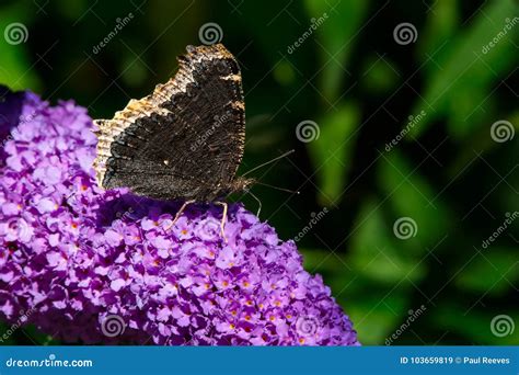Mourning Cloak Butterfly Nymphalis Antiopa Stock Image Image Of