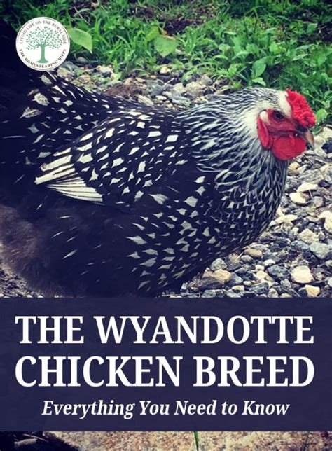 The Wyandotte Chicken Breed Everything You Need To Know The