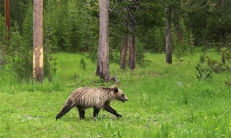 Poll Should The Grizzly Bear Be Taken Off The Endangered Species List