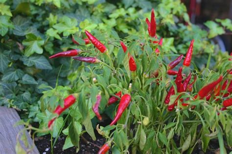 Chili Pepper Plant High Quality Nature Stock Photos