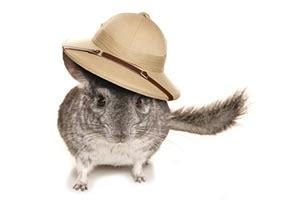 Unlike larger hospitals, at south coastal you will develop a one on one relationship with the doctors and the staff. South Coast Veterinarian: Adoption & Care for Exotic Pets ...
