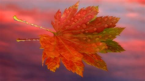 Sunrise Autumn Season World Maple Leaf 1920x1080 Wallpaper High Quality