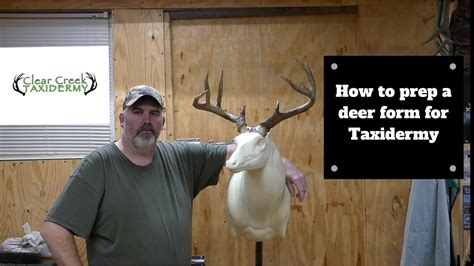 How To Prep A Deer Form For Taxidermy Youtube