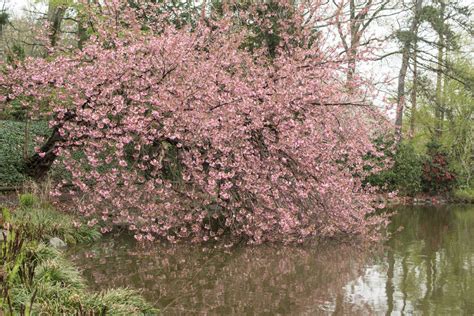 Cherry Blossoms 7 Trees To See At Brooklyn Botanic Gardens Festival