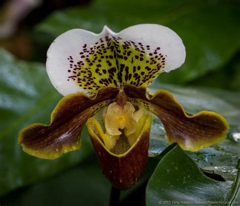 More Paphiopedilum Orchids Beautiful Flower Pictures Blog