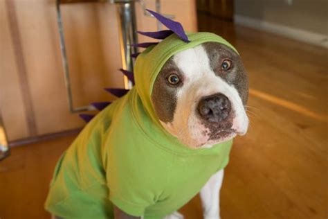 7 Adorable Diy Dog Costumes For Halloween