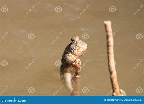 Close Up Mudskipper Fishamphibious Fish Standing On A Tree Branch At