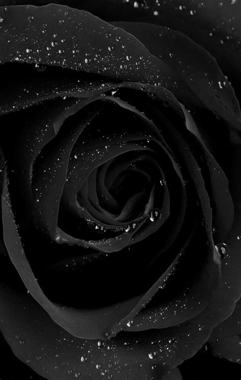 Phone Wallpaper Background Black Rose Glitter Gothic A