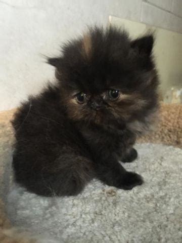 We are located in sarasota county, florida. Stunning Persian Kittens for Sale in Heathrow, Florida ...