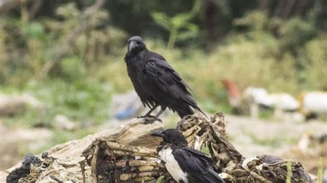 African Crow Spotted For First Time In Rajasthans Jodhpur Hindustan Times