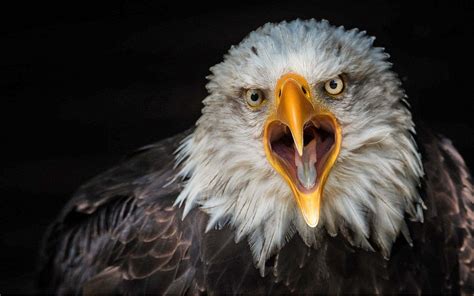 Cool Eagle Hd Wallpapers Top Free Cool Eagle Hd Backgrounds