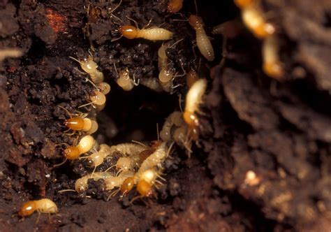 Subterraneantermites Mid Central Pest Control