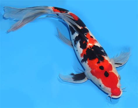 Live Koi Fish 15 16 Sanke Red Black White Butterfly Koibay Koi Fish