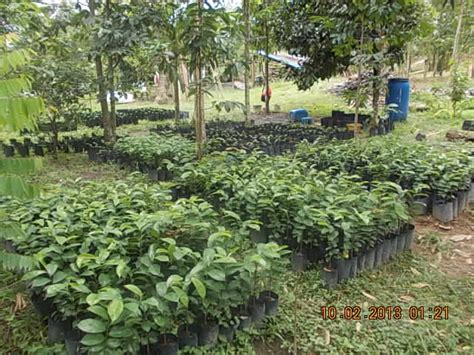Durian montong, bawor, musang king, tembaga & lokal. Pembekal & Pengusaha Anak Benih Pokok Buah-Buahan di Shah ...
