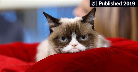 Grumpy Cat Internet Celebrity With A Piercing Look Of Contempt Is