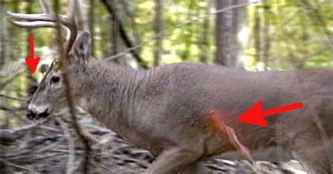 5 Useful Blind Hunting Tactics For Deer