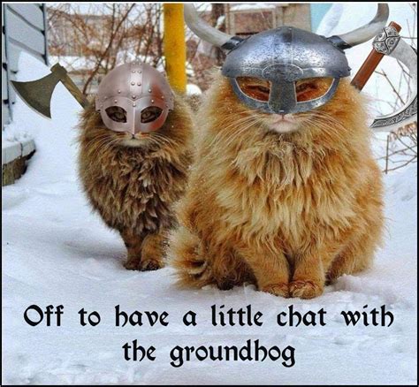 At the moment you may benefit from the day devoted to cats in numerous methods, nevertheless, the easiest way would positively be by sharing humorous cat memes! Pin by Meri Keiser on Groundhog Day | Funny animal ...