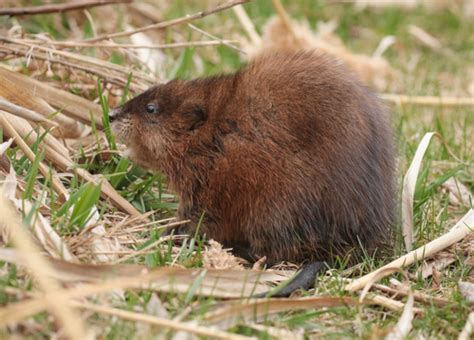 Rata Almizclera Ondatra Zibethicus · Inaturalist Chile