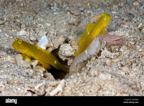Yellow Prawn Goby In Symbiotic With Snapping Shrimp Cryptocentrus