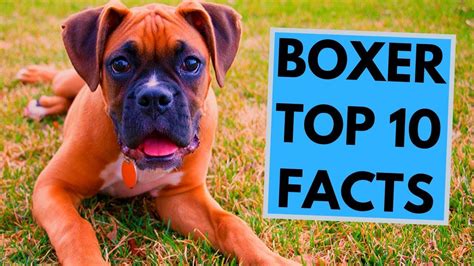 Boxer Dog Breed Top 10 Interesting Facts Boxer Dog Breed Boxer