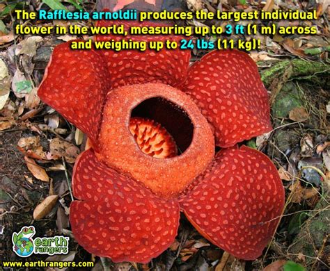 The bloom measured 3.5 feet across—1.6 inches. The world's largest flower! | Plant Power | Pinterest ...