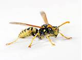 Is A Hornet A Wasp