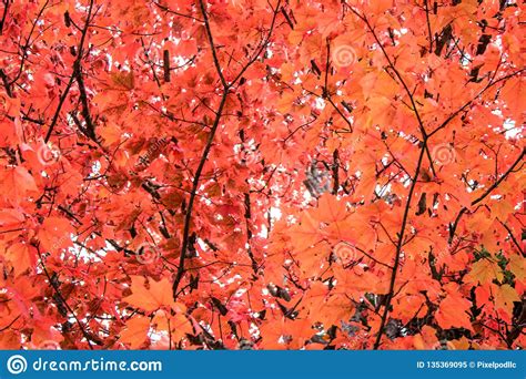 fall colors in north america stock image image of deciduous maple 135369095
