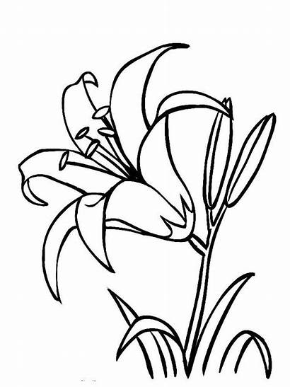 Coloring Flower Pages Lily Flowers Lilies Recommended