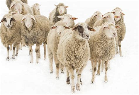 A flock of birds, sheep, or goats is a group of them. Troupeau De Moutons Banque d'images et photos libres de ...