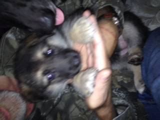 Puppies for sale in illinois. AKC GERMAN SHEPHERD PUPPIES for Sale in Barren, Illinois ...