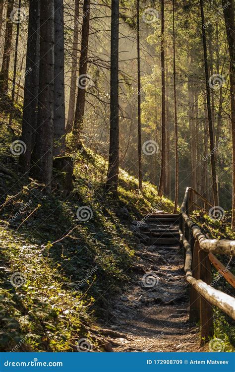 Beautiful Forest Path In Austria Stock Image Image Of Forest Spring