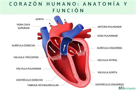 Anatomia Del Corazon Anatomia Anatomia Medica Anatomia Y Fisiologia