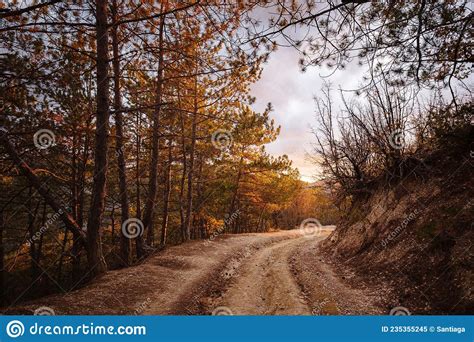 Asphalt Road With Fallen Leaves Inl Autumn Forest Stock Image Image