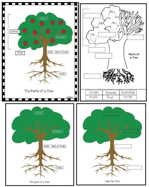 Parts Of A Tree Poster Activity Tree Activities Apple Tree Activity