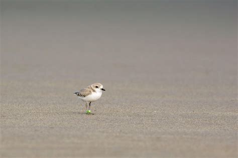 audubon chapters taking local action for birds and people in the arid west audubon north