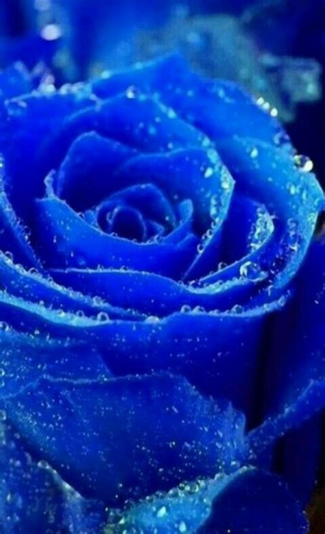 Pin By Gharib Makld On Blue On Blue Rose Seeds Rainbow Roses Blue Roses