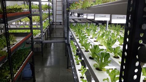 The nft isn't the item itself. Vertical Hydroponics: NFT Systems and How to Make Them
