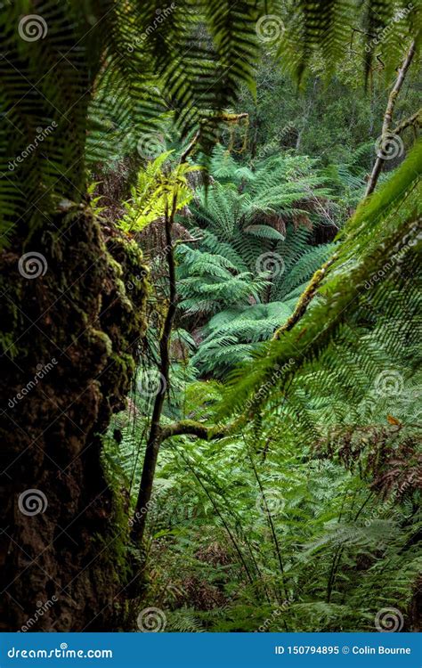 Maits Rest Rainforest Walk Great Otway National Park Victoria