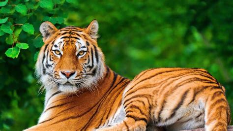 Bilder finden, die zum begriff tiger passen. Amazon.com: Animal & Birds Wallpapers: Appstore for Android
