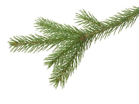 Royalty Free Spruce Tree Pictures Images And Stock Photos Istock