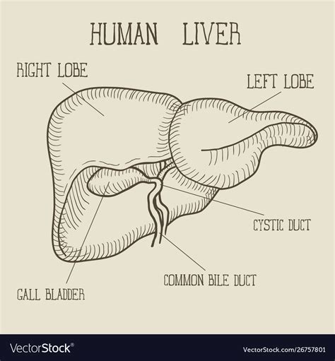 Liver Diagram Pencil Pin On Saves Free Infographic Pencil Diagram