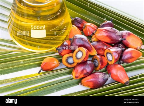 Close Up On Oil Palm Fruits With Biofuel In Beaker In Laboratory Stock